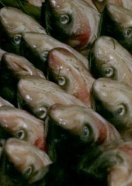 中央市场的一天 中央市場的一天